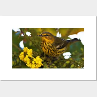 Cape May Warbler with Flowering Mahonia Posters and Art